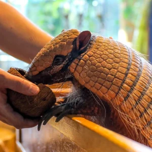 Armadillo Encounter