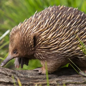 Echidna Encounter