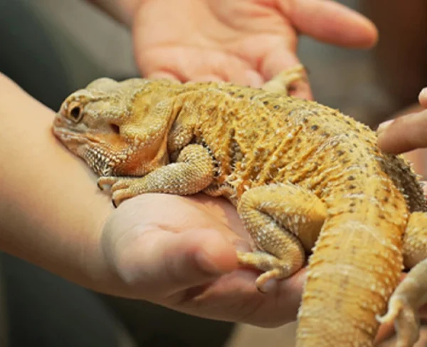Reptile Encounter