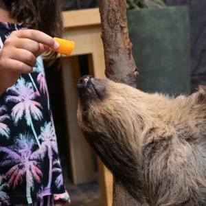 Sloth Encounter